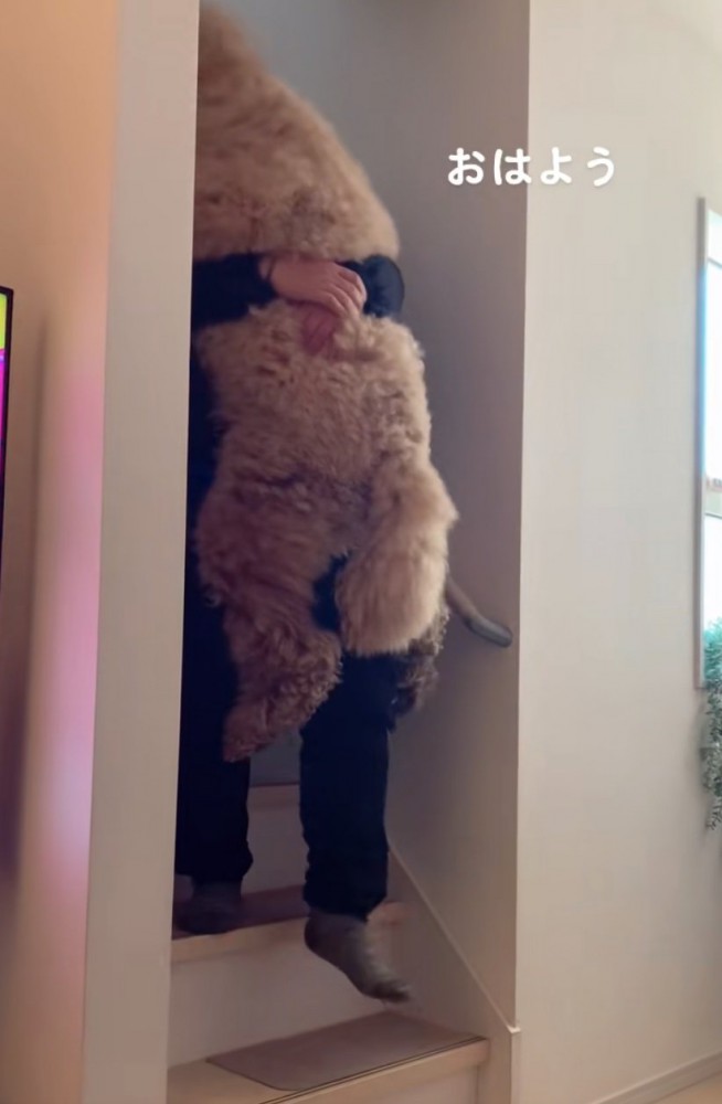 抱っこで階段を降りる大型犬