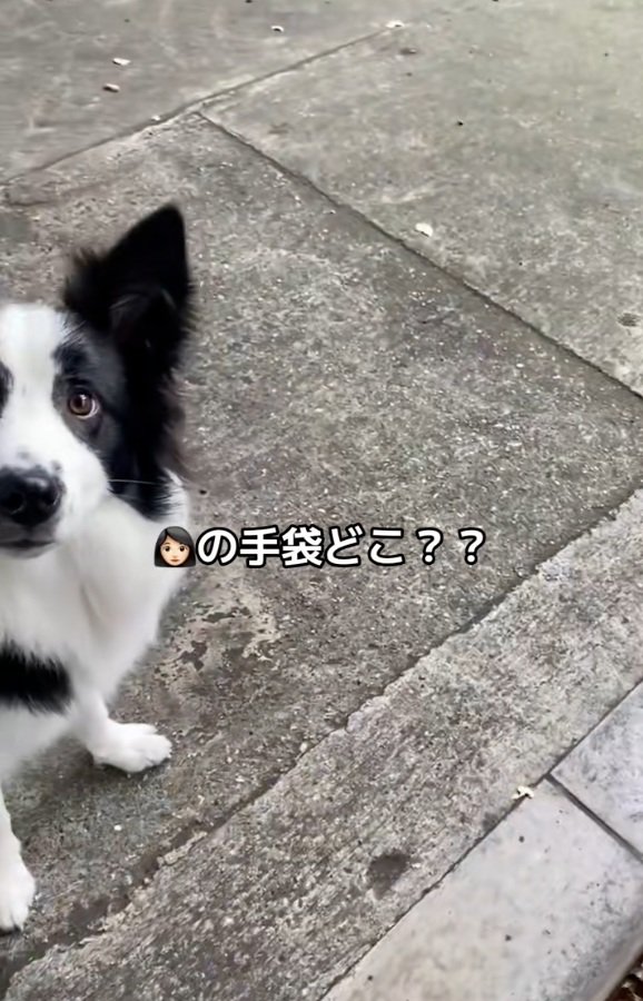 パパの話を聞くワンコ