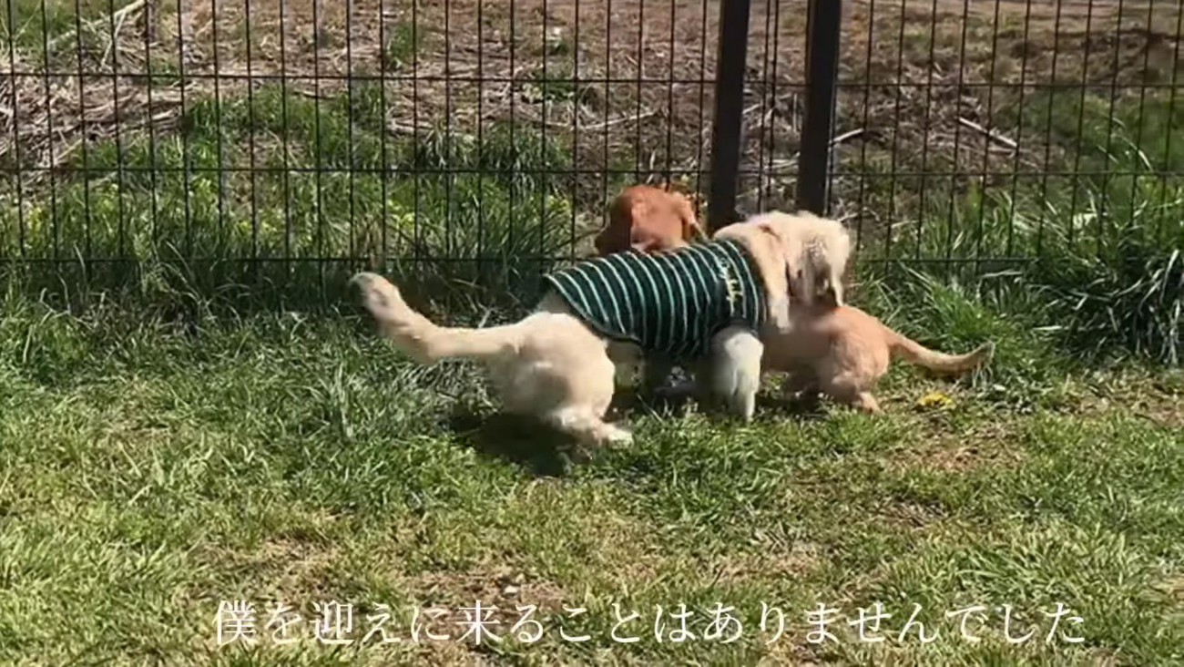 いつまでも迎えに来なかった