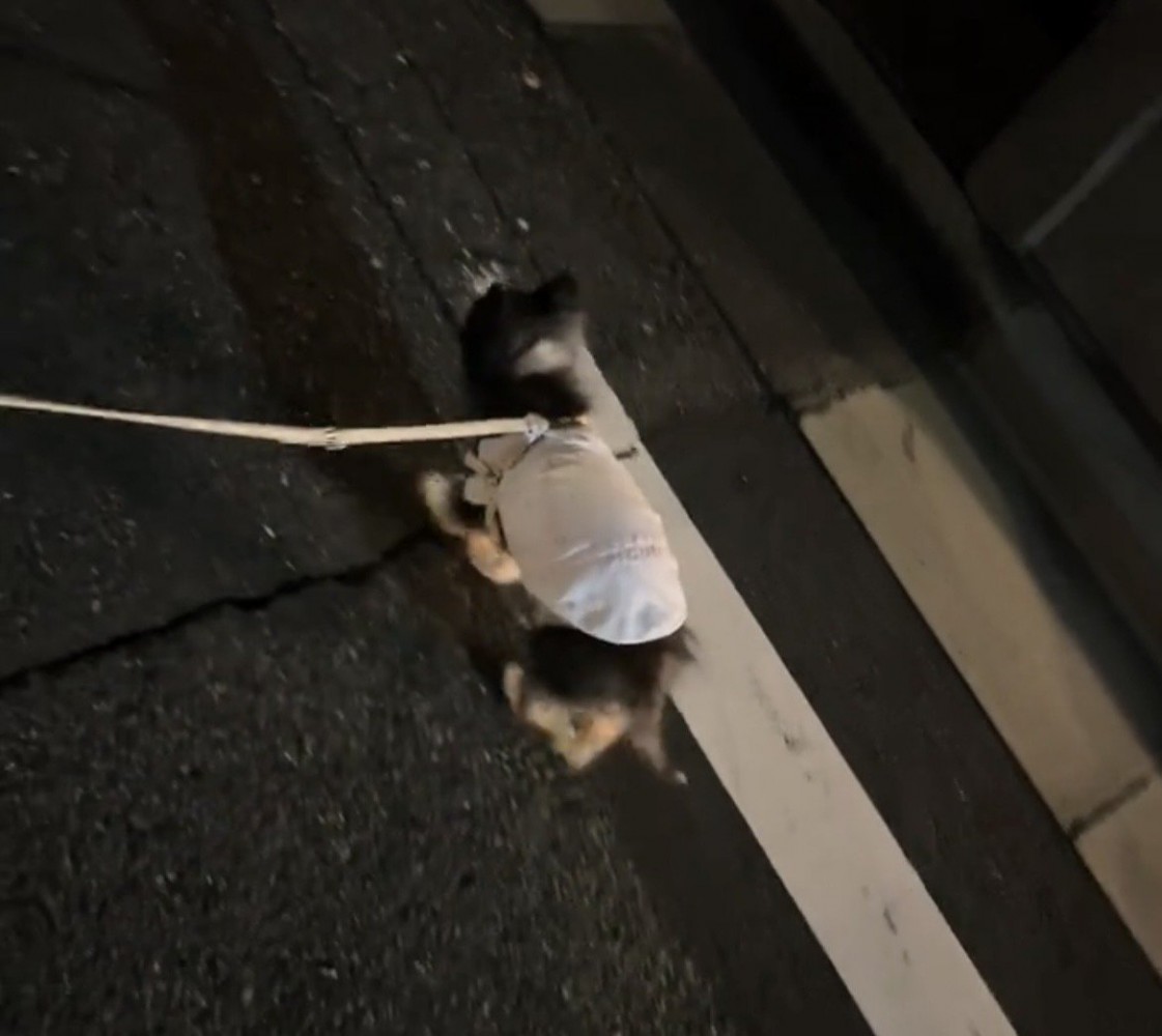 何事もなかったかのように歩く犬