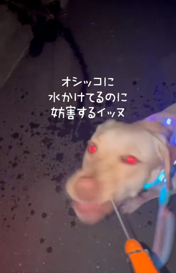 邪魔しに来たひまわりちゃん