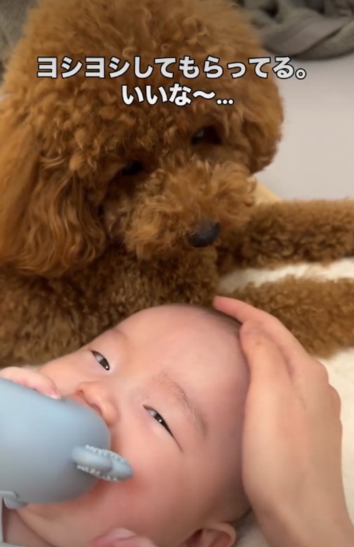 赤ちゃんを見る犬1