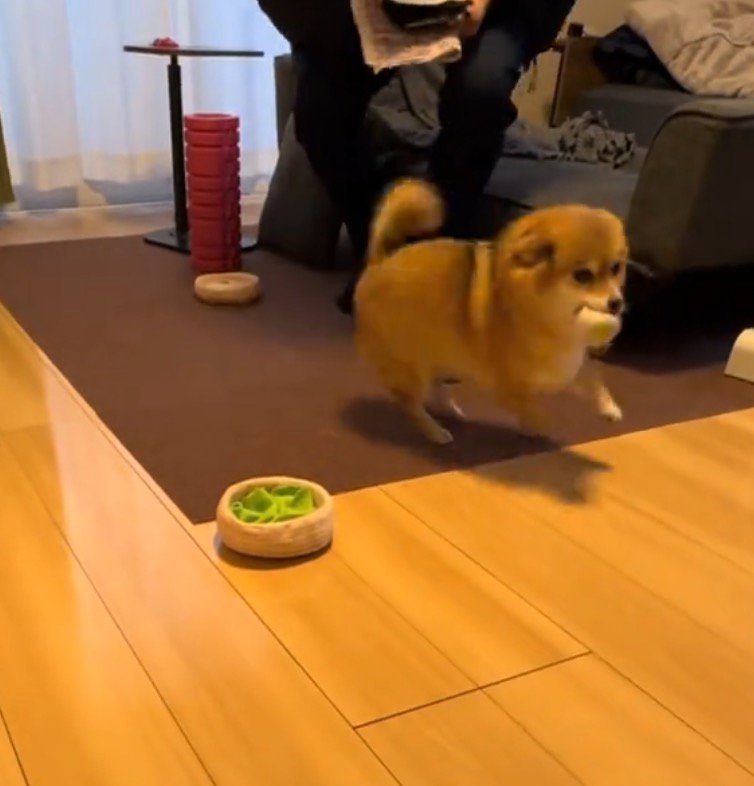 男性が触ろうとした瞬間、女性の方へ駆けて行く犬