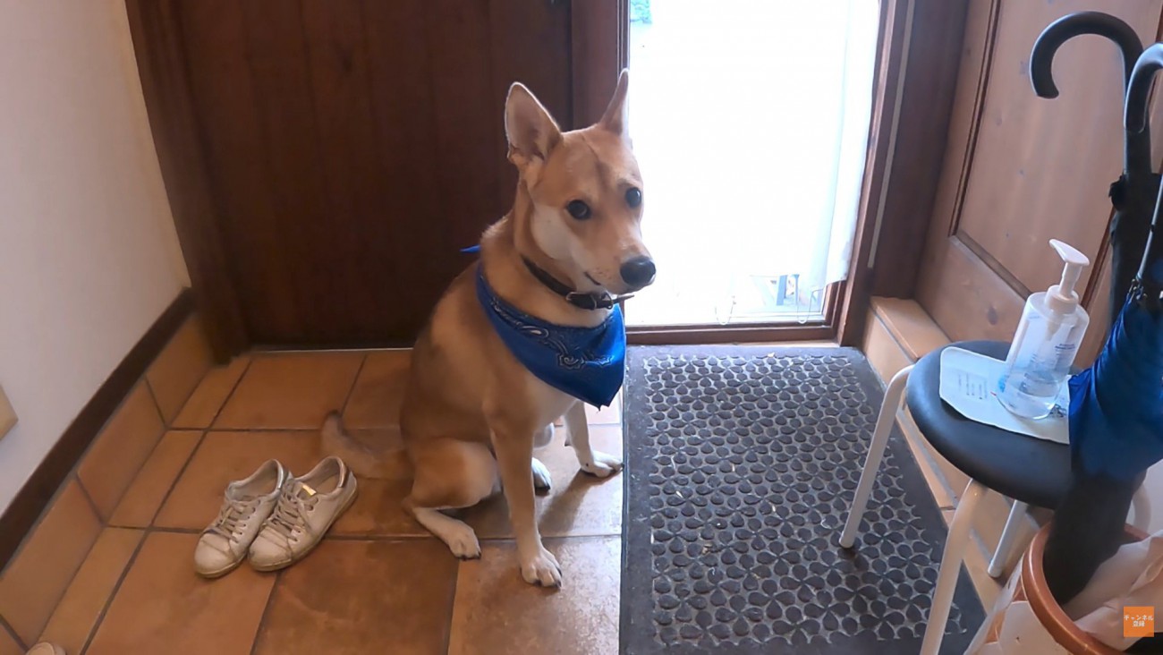 家族が出かける日のワンジローくん4