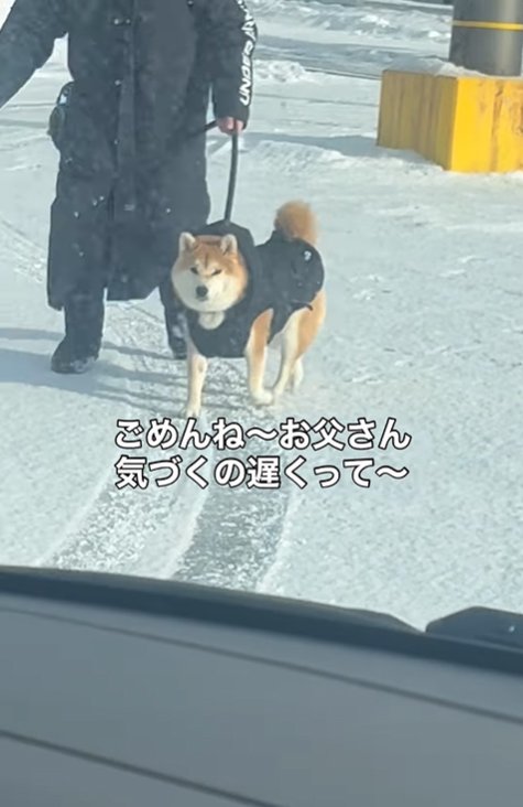 車の方へやってくる飼い主と柴犬
