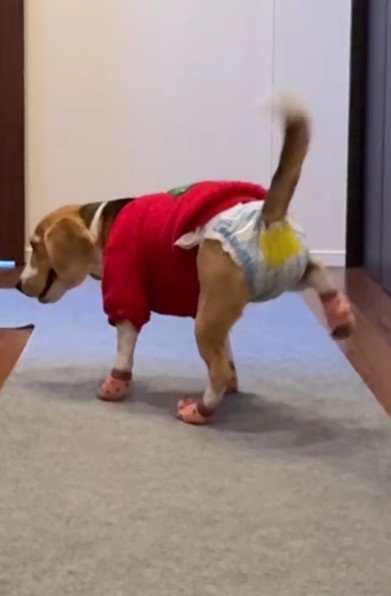 ついつい上がっちゃう♪