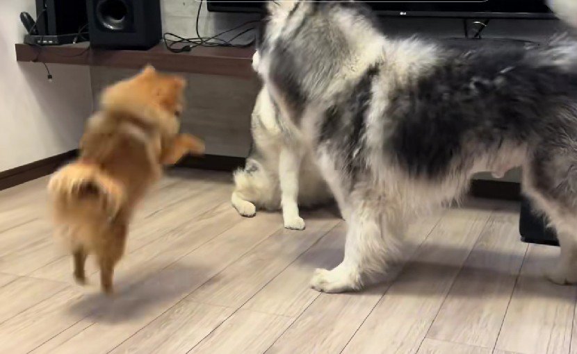 ワンプロに飛び入り参加