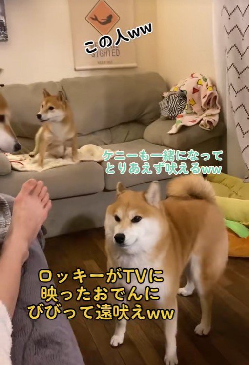 一緒になって吠えるケニーくん