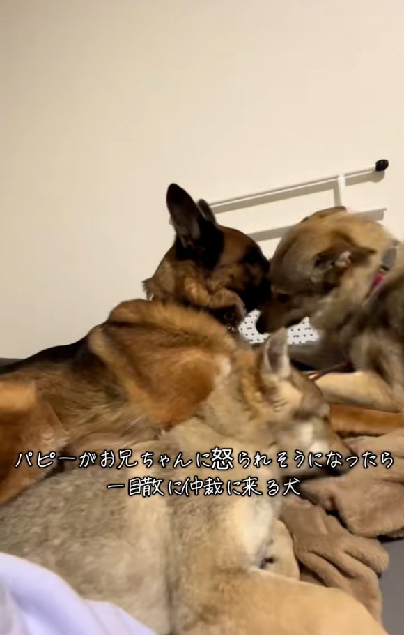 DAZくんをなだめるBENETTAちゃん2