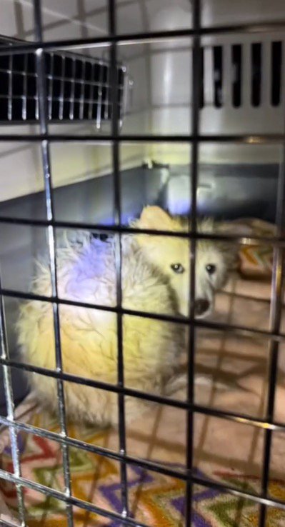 クレートの中で小さく丸まる泥まみれの子犬