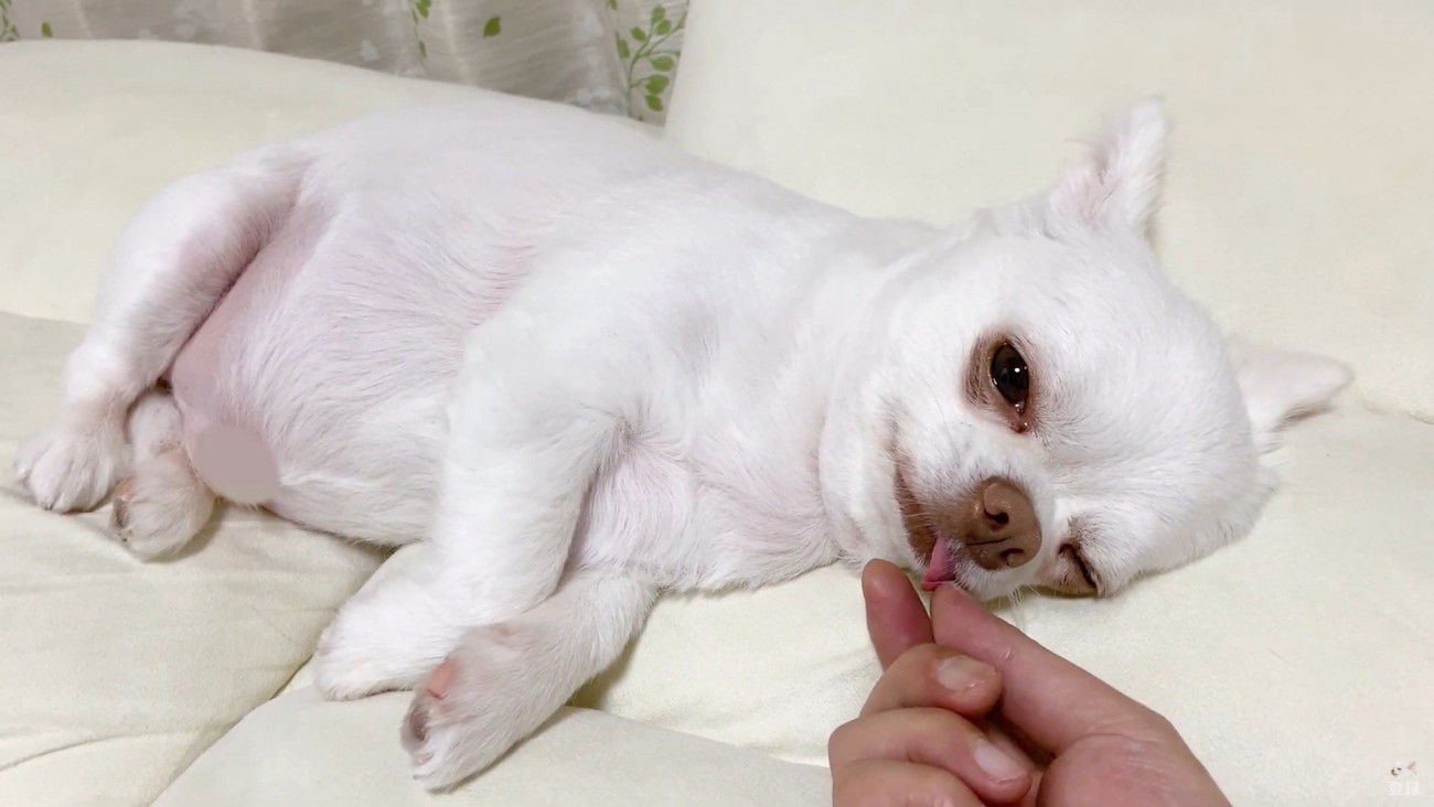 コハクくんの舌を掴んだら？6