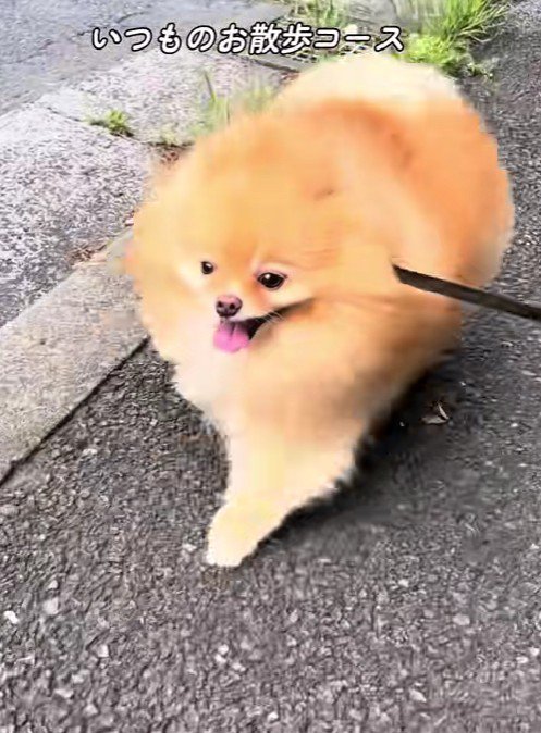 意気揚々と歩くも…