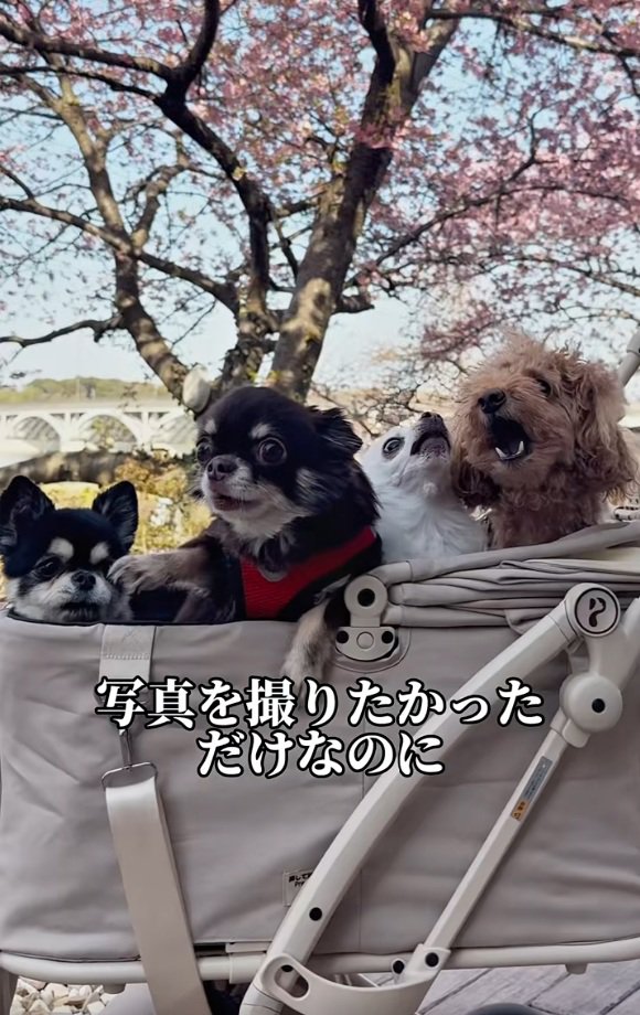 4匹の記念撮影