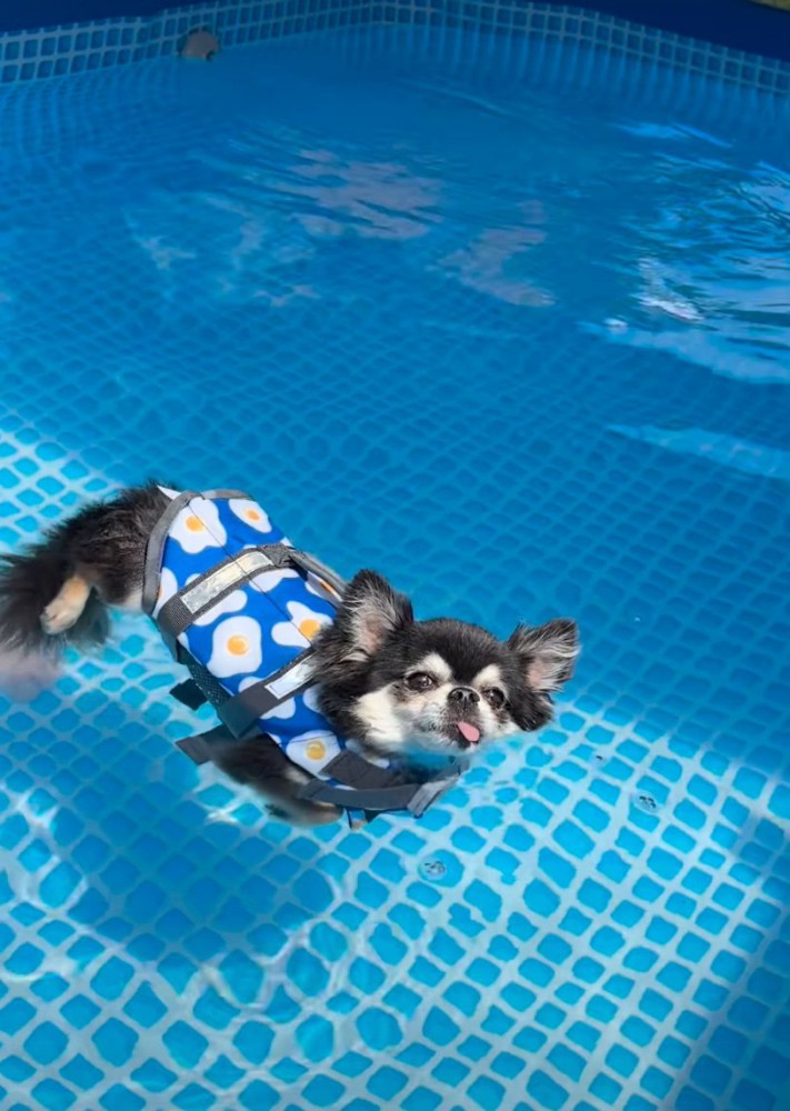 漂う犬