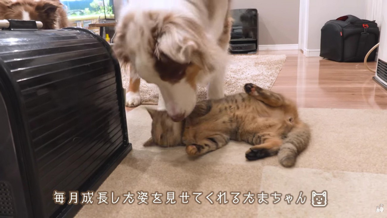 たまちゃんと遊びたいガルチェロくん