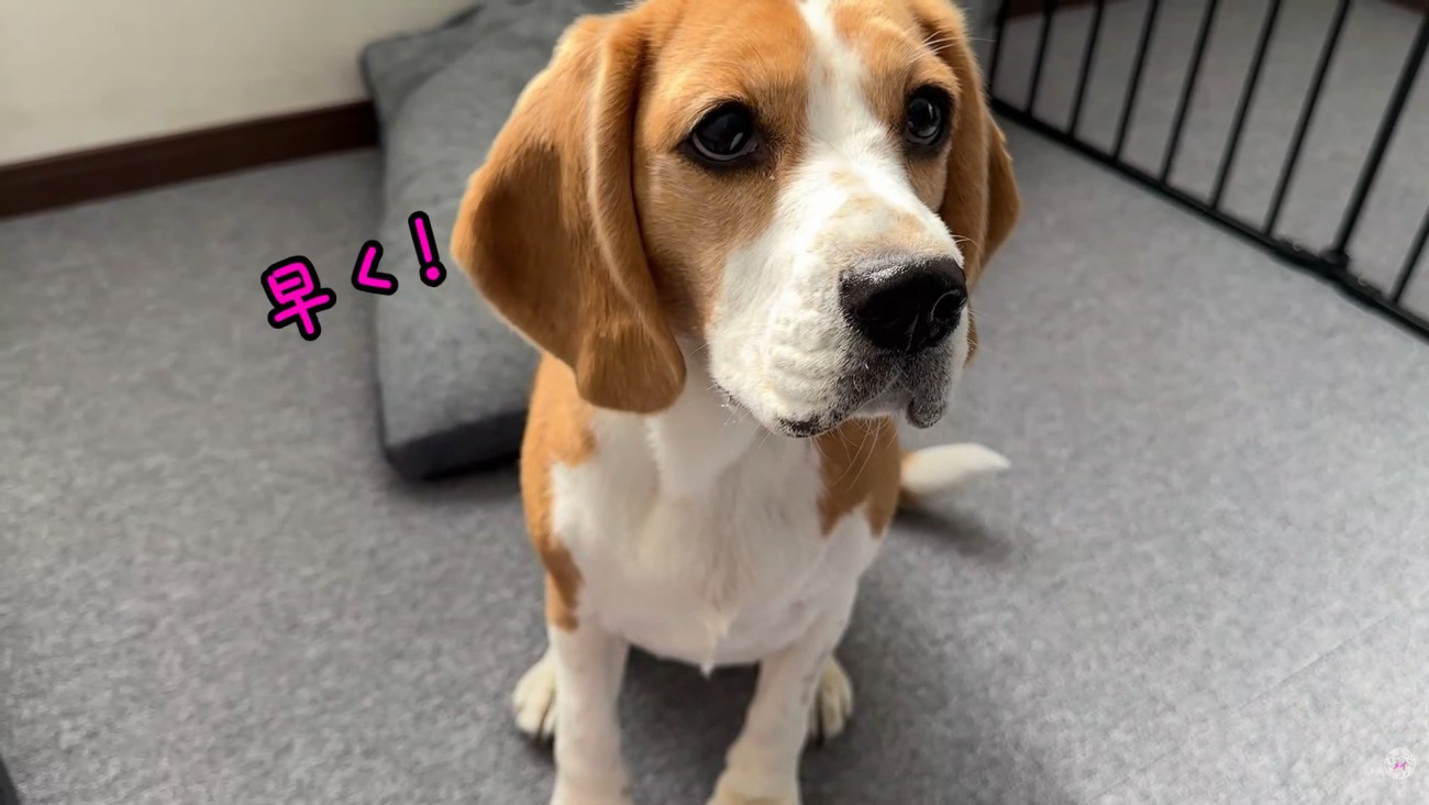 出勤前のママさんとメイちゃん5