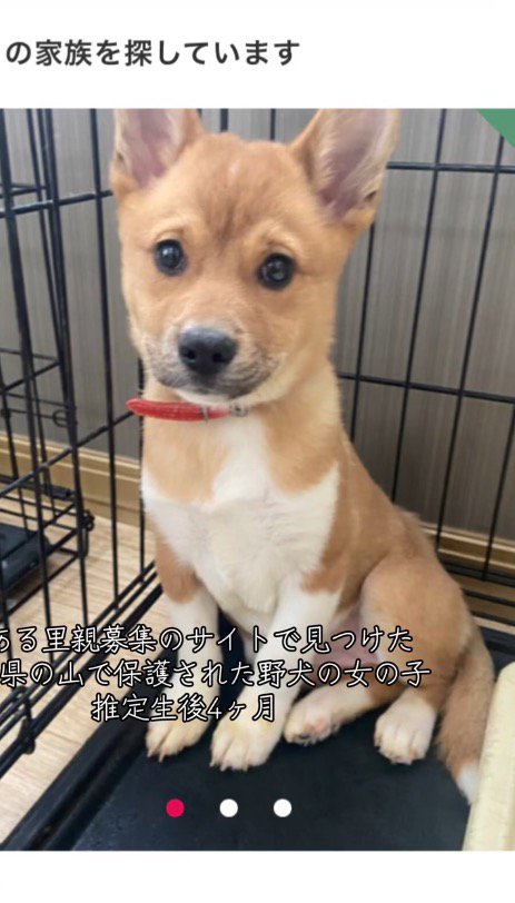 子犬の写真が掲載された里親サイトのページ