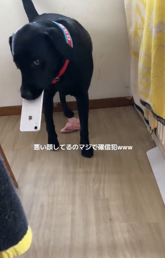 悪い顔のロコくん