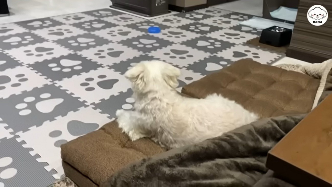 パパさんの帰りを待つナナくん⑩