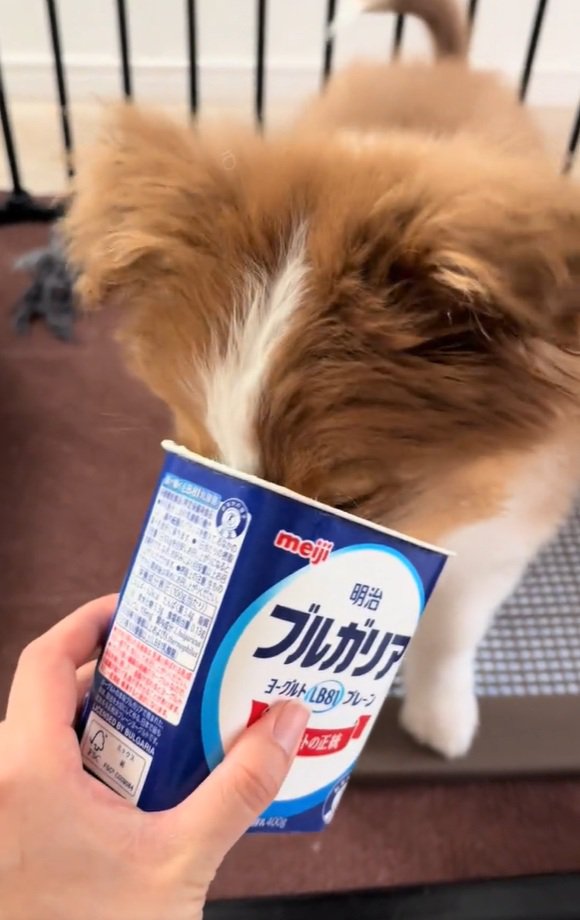 ヨーグルトを食べるアンディ君