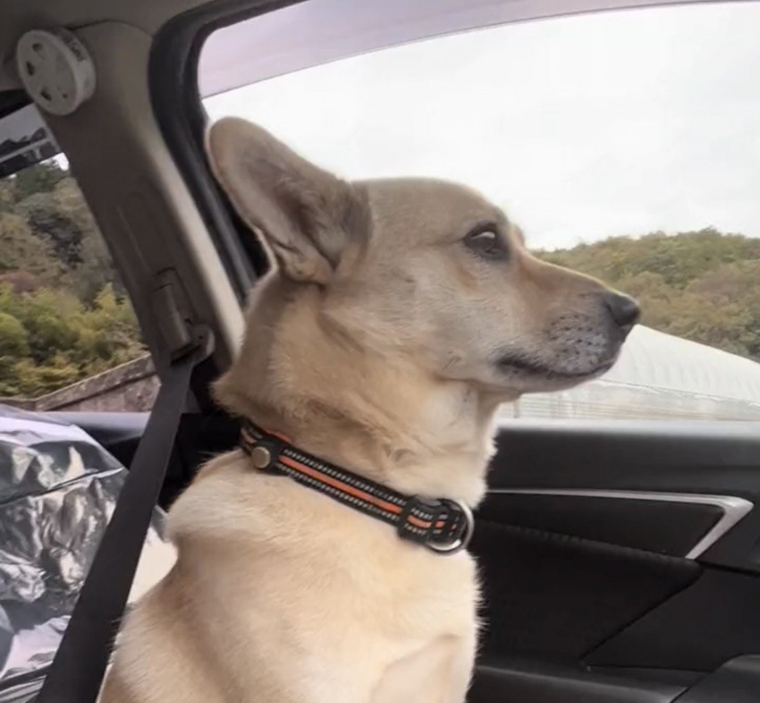 前方を一点に見つめる犬