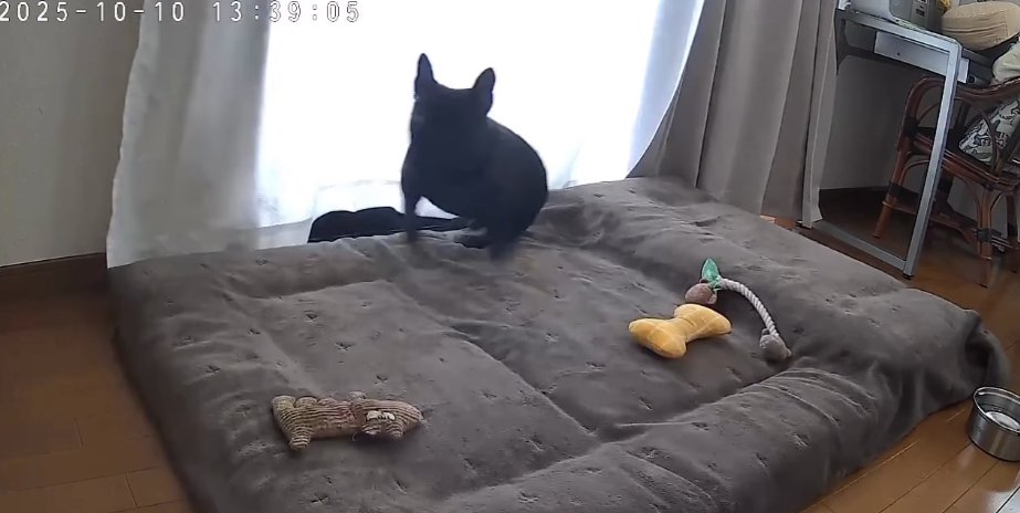 マットレスの上で起き上がるフレンチブルドッグ