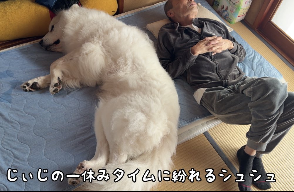 布団で一緒に寝そべる犬