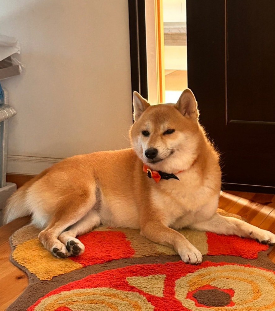 床に伏せる柴犬