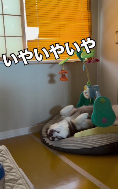 ちゃっかり者のたぬきちちゃん♡