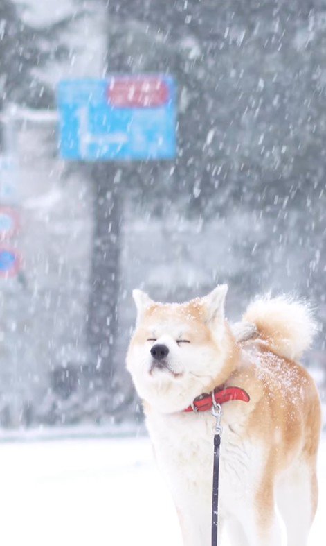 はるノ嬢ちゃんはへっちゃら♪