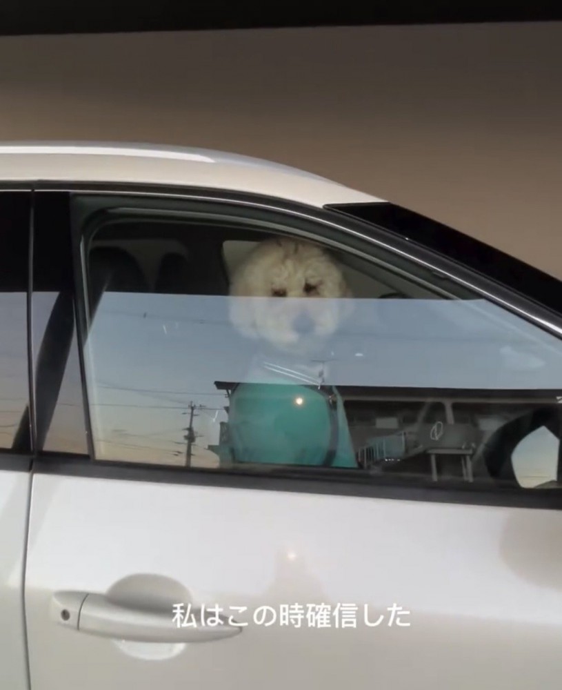 窓から顔を出す犬