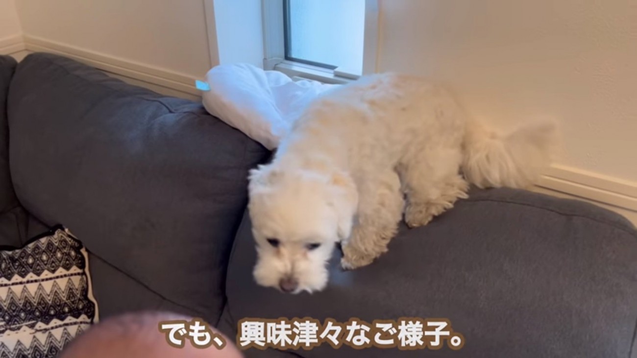 赤ちゃんに興味津々なエルくん