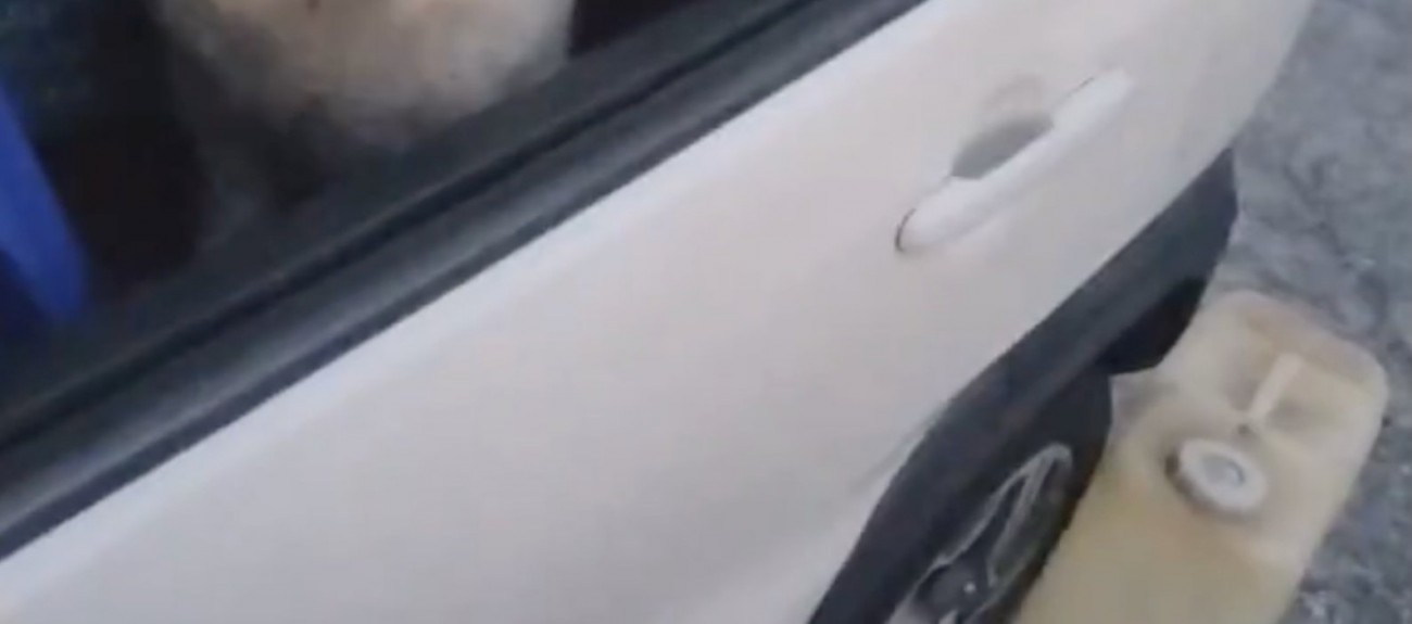 散歩終わり、りんたろーさんは車の中に