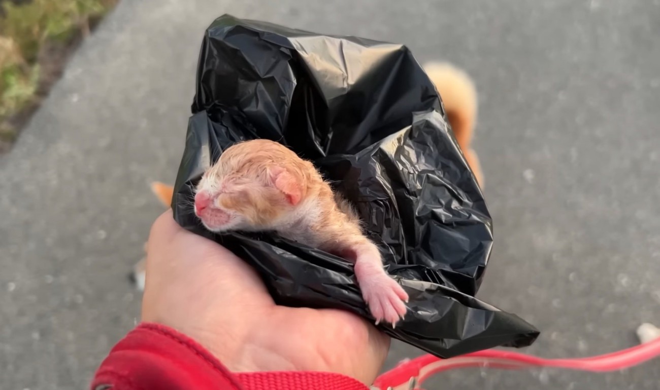 保護された赤ちゃん猫