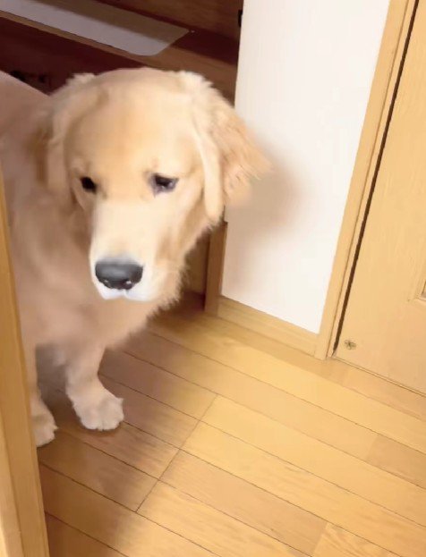 「豚耳ふたつ？」