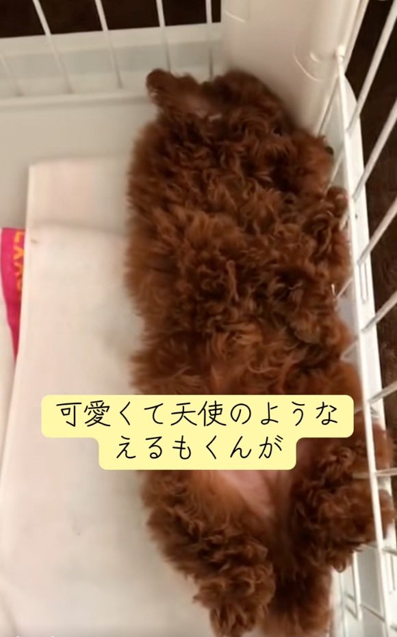 子犬のえるもくん3