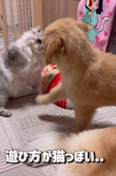 猫パンチを習得した！