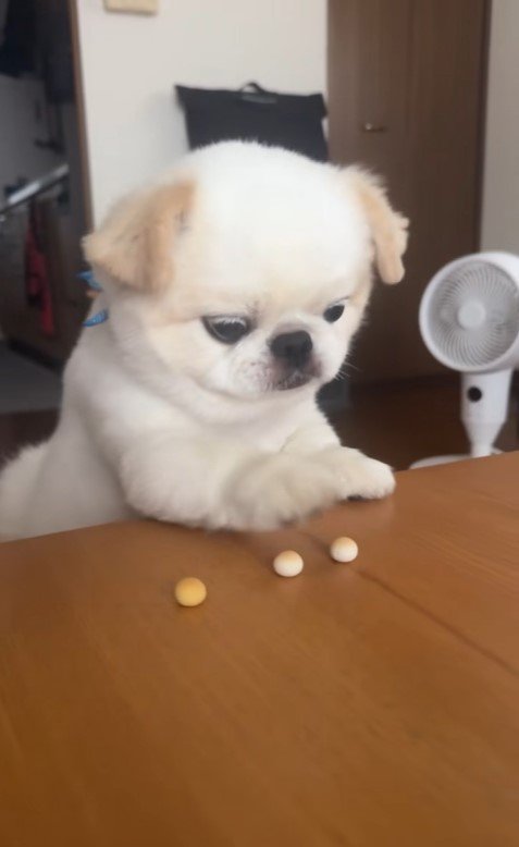 ボーロを食べたいワンコ