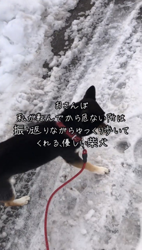 雪の上を歩く犬