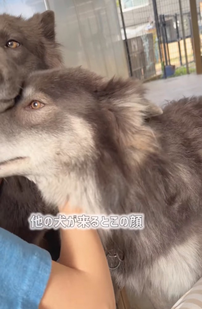 割り込むウルフドッグ