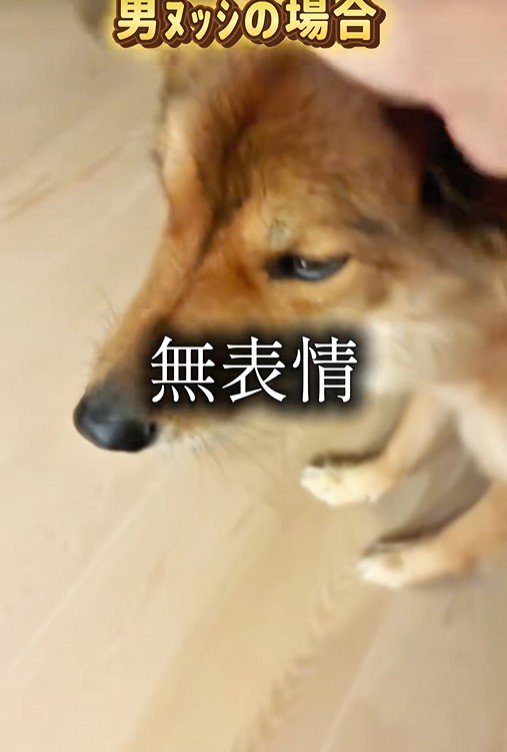 ラッキーくんの態度の違い4