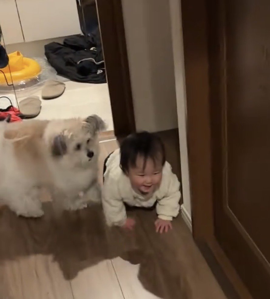 廊下を進む赤ちゃんの横にいる犬