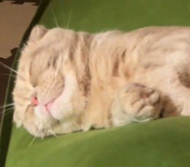 クッションの上で眠る猫の顔