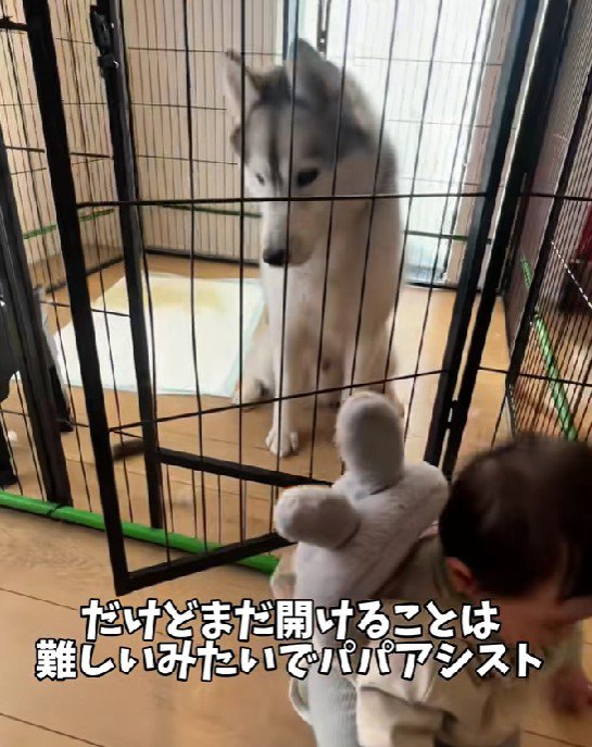 パパがお手伝い