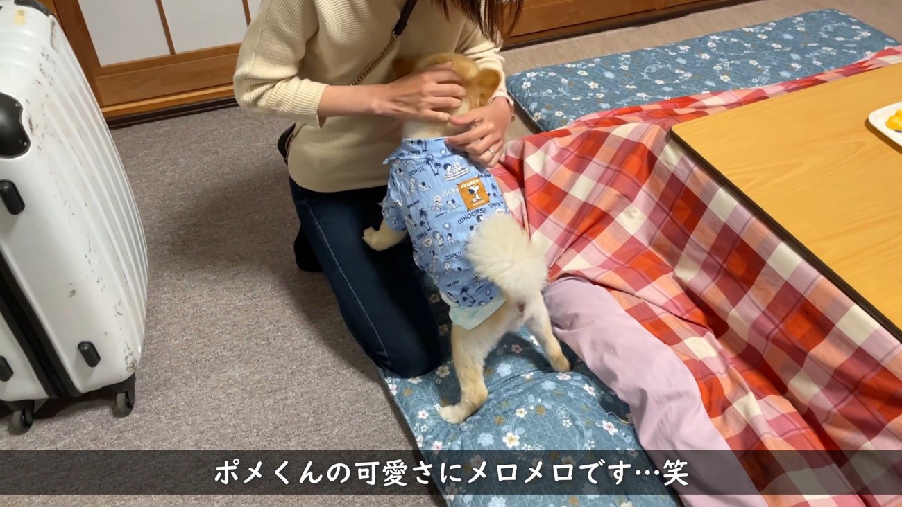 お姉さんに甘えるポメくん