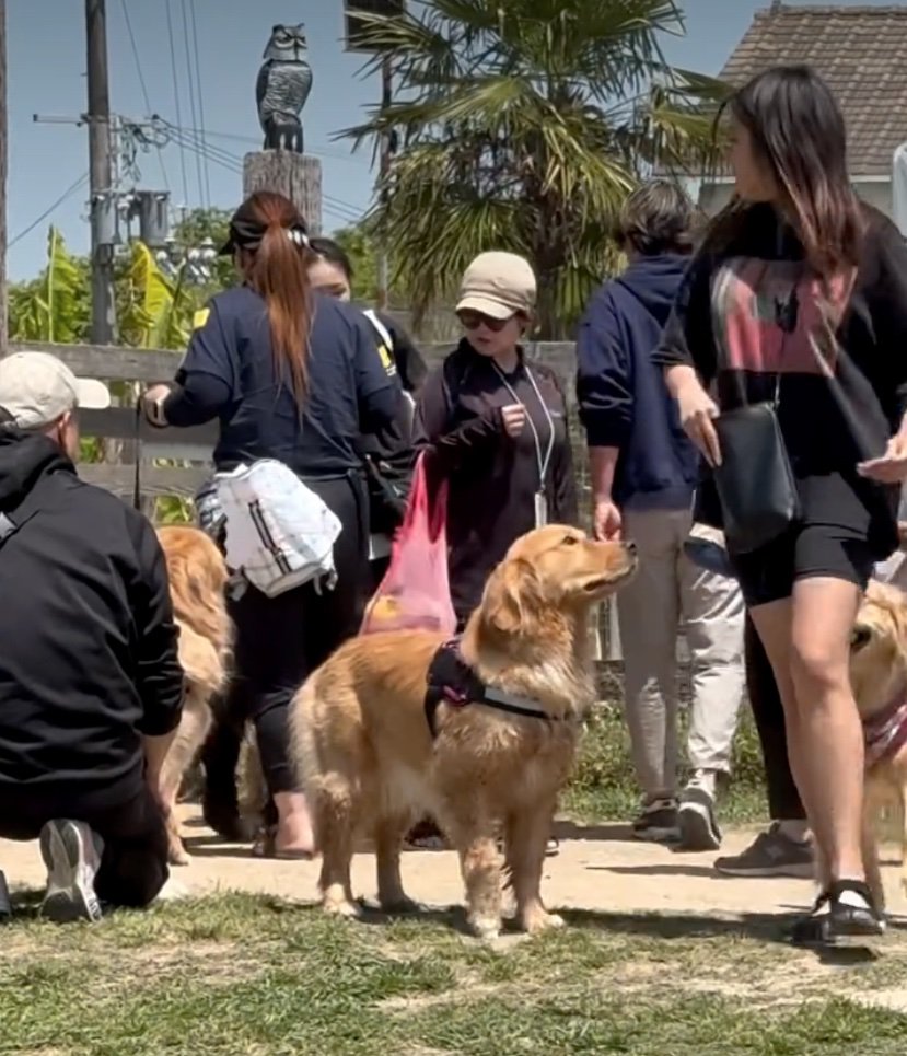 前を通る人を眺める犬