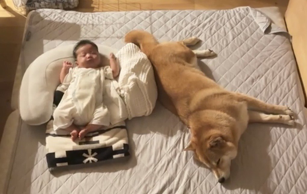 赤ちゃんの隣で眠る犬