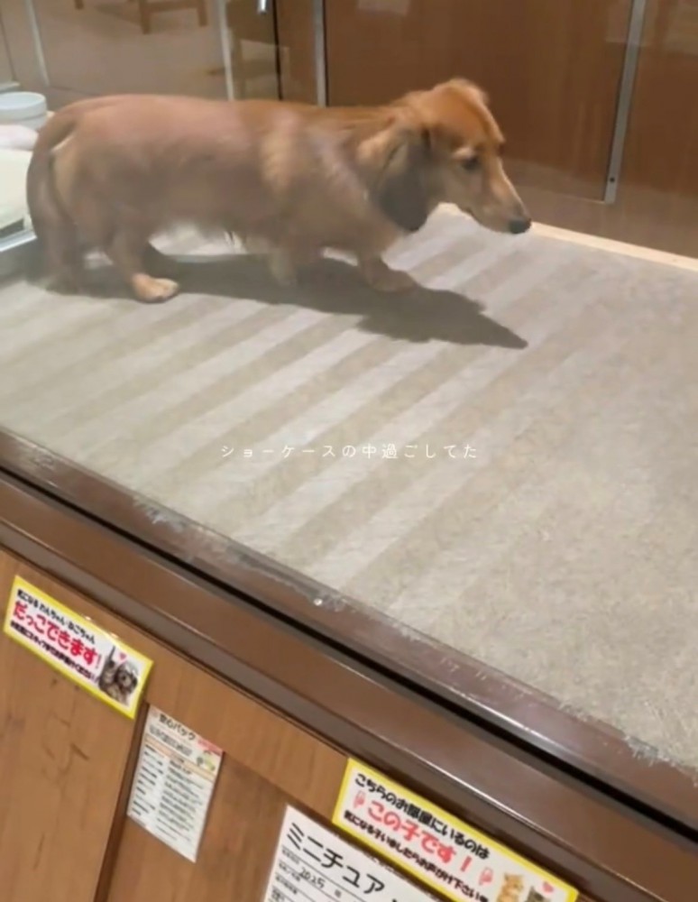 ショーケースの中を歩く犬