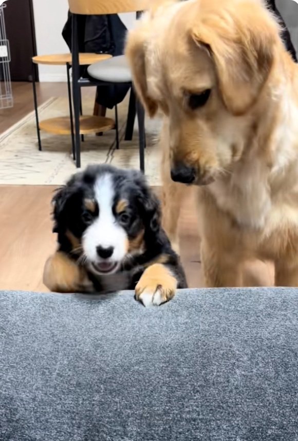 見守るゴールデンさん