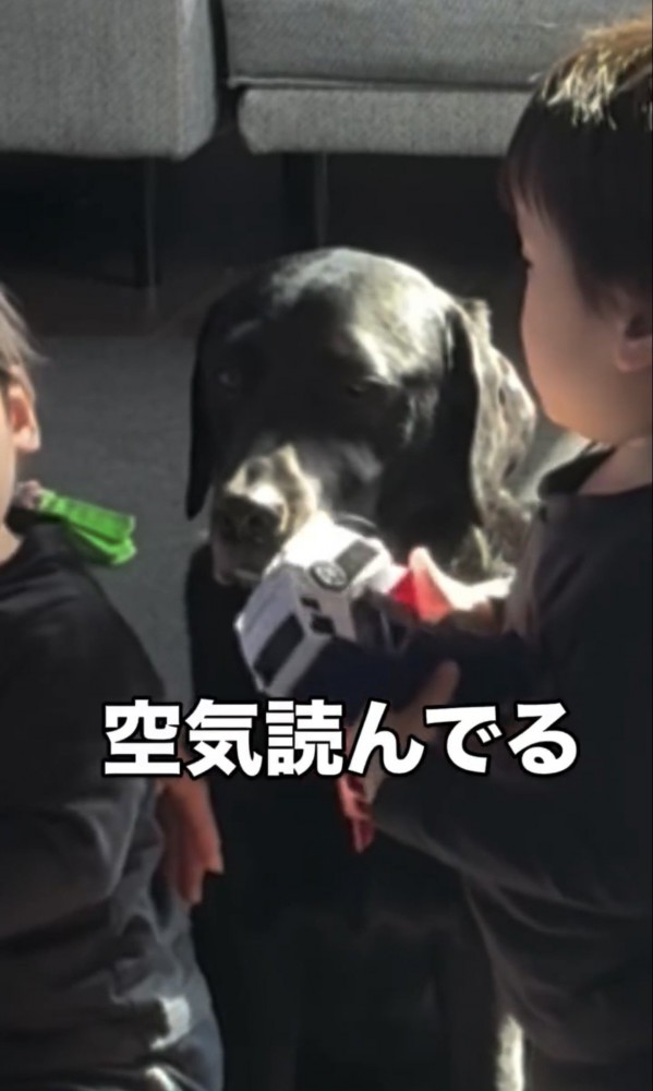 一点を見つめる犬